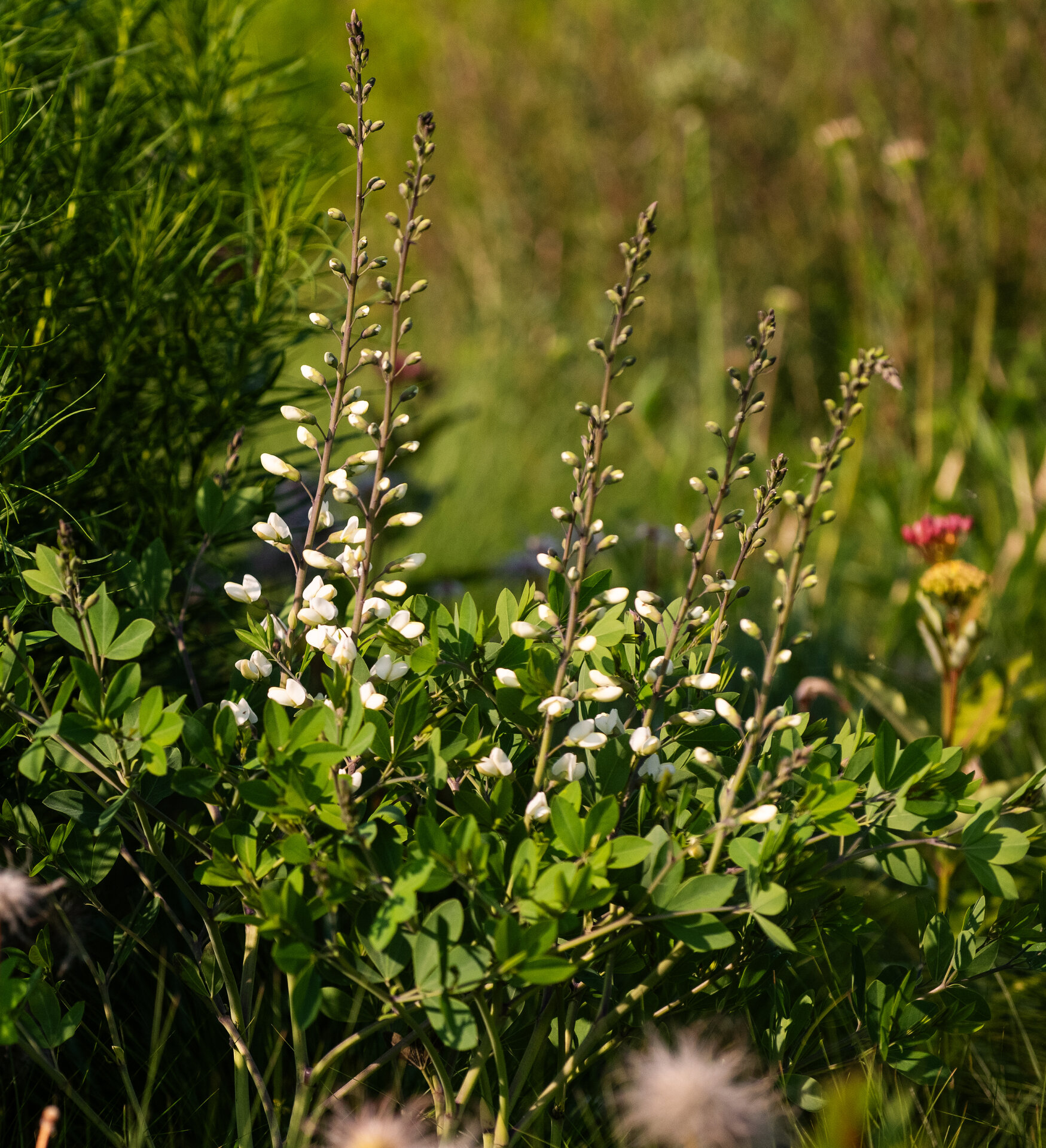 Baptisia leucantha